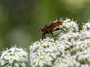 Fliege