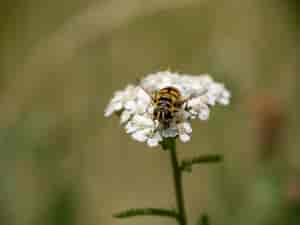 Schwebfliege