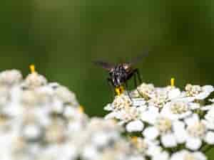 Fliege