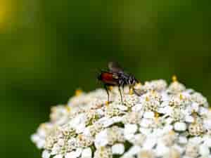 Fliege