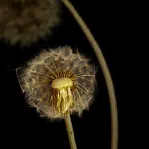 Pusteblume