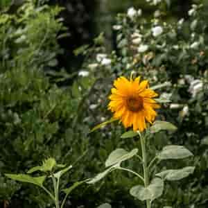 Sonnenblume 2