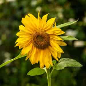 Sonnenblume 1