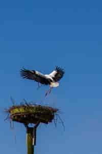 Storch 2