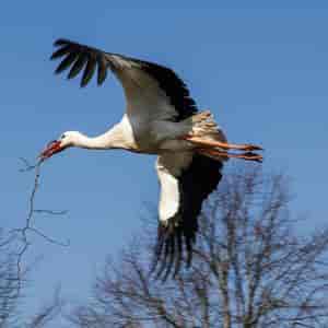 Storch 1