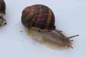 Schnecke