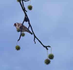 Stieglitz im Amberbaum