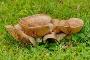 Funghi ohne Pizza