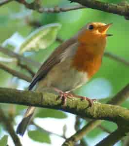 singe wem Gesang...