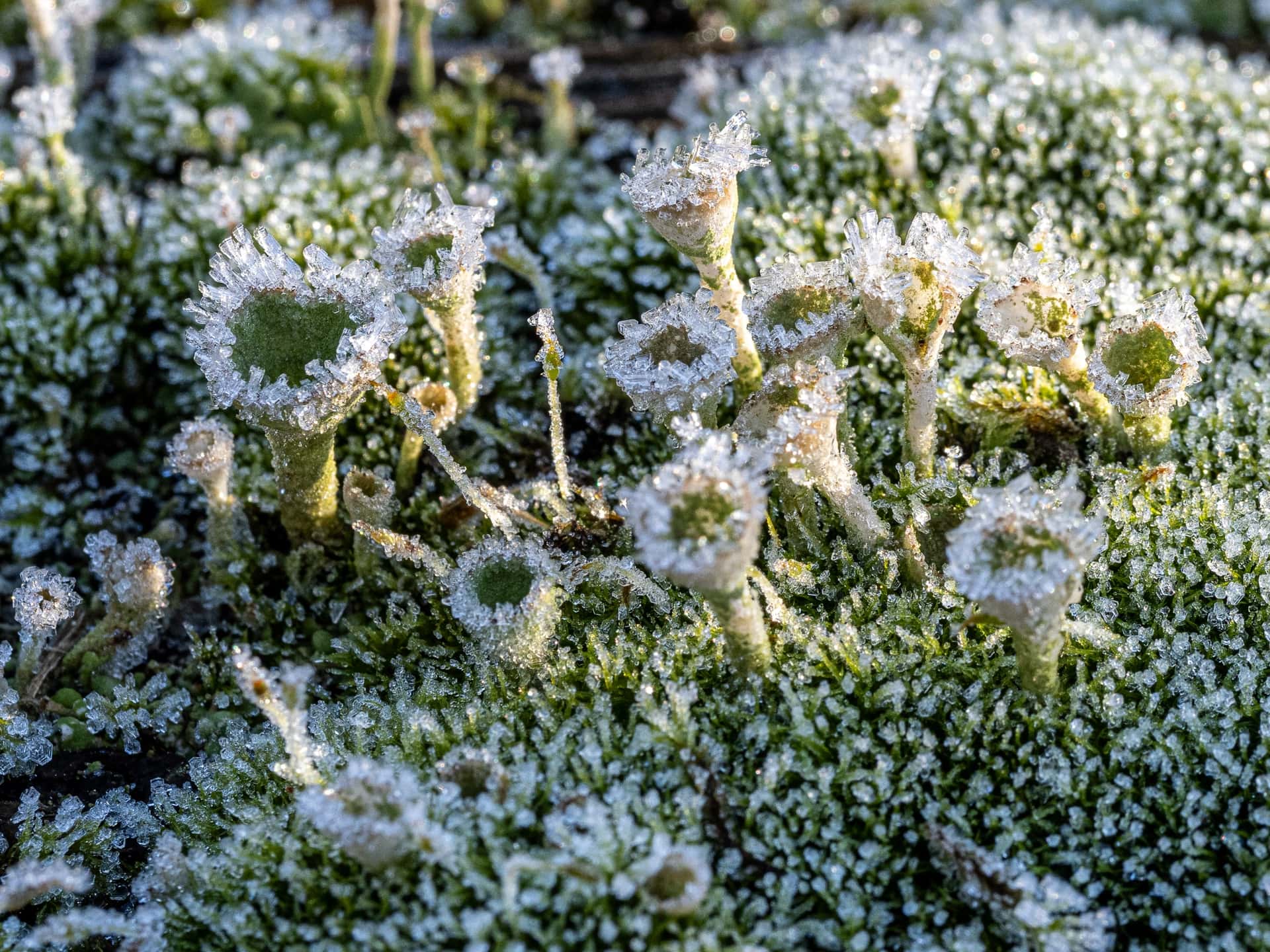 Wintermorgen