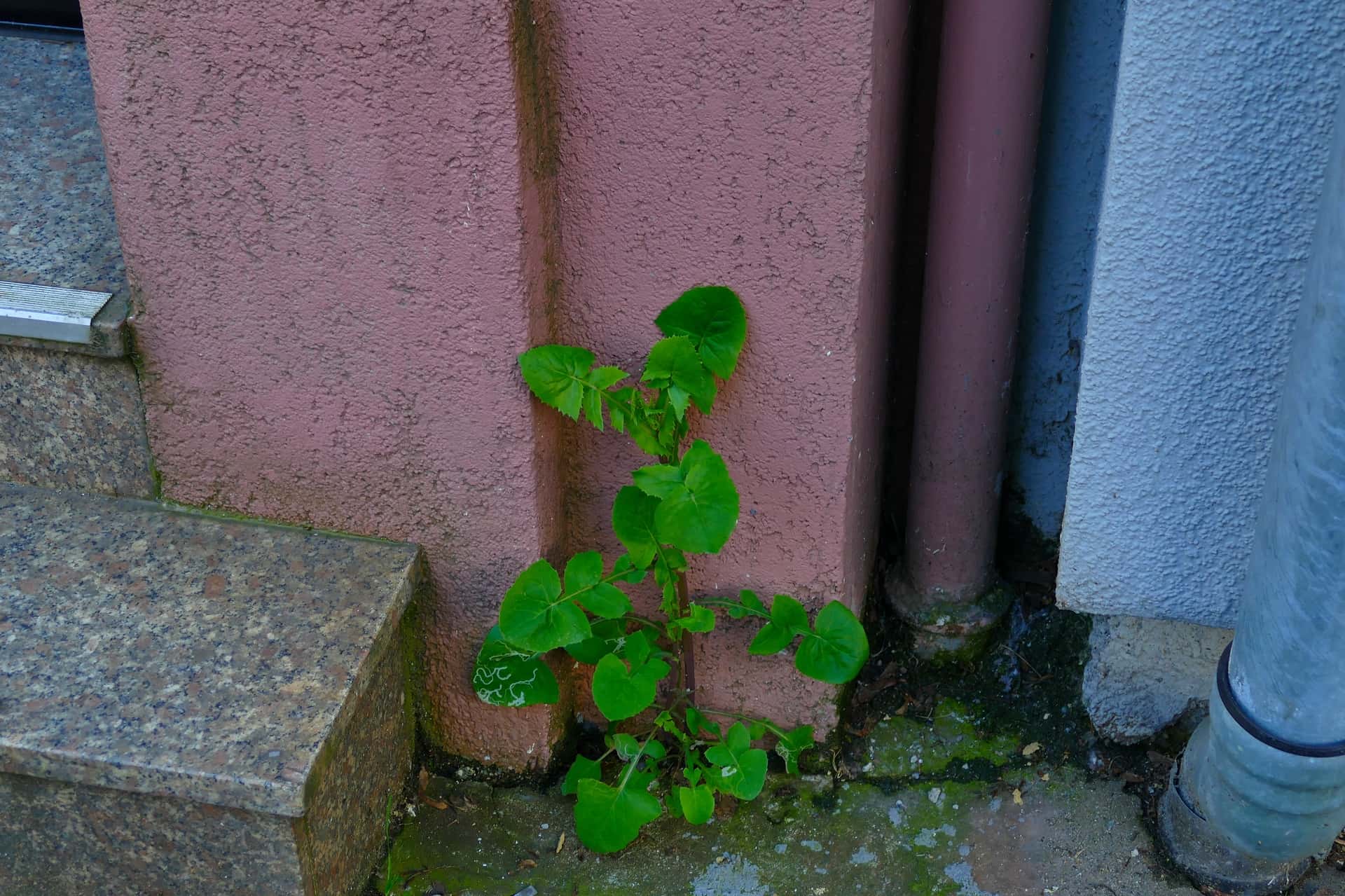 buntes Frohnhausen