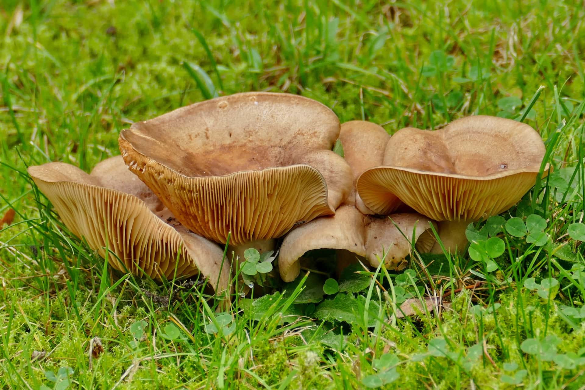 Funghi ohne Pizza