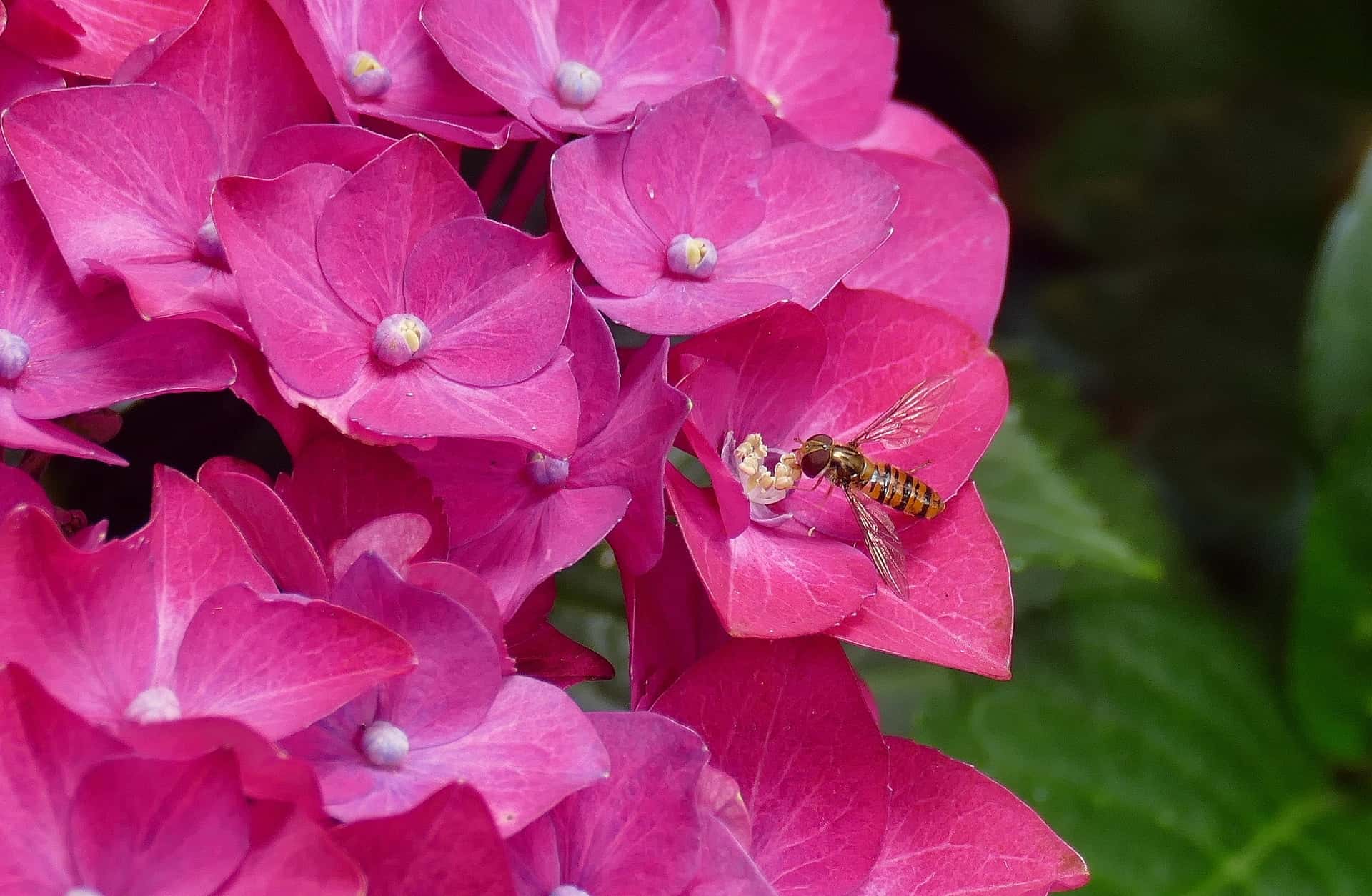 schweb, Fliege, schweb!