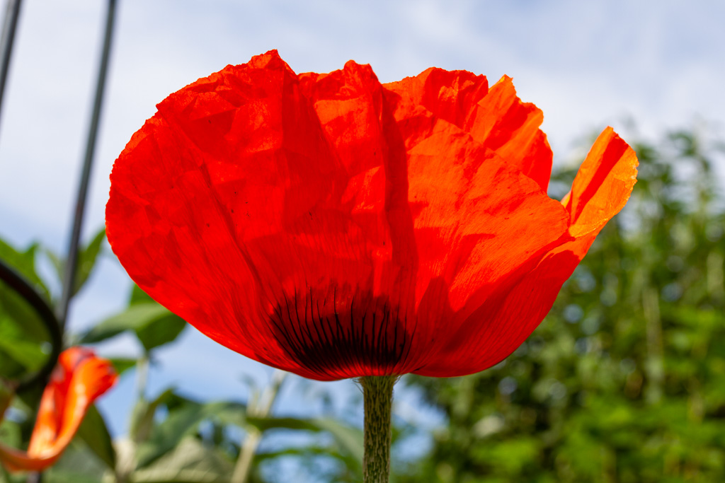 Klatschmohn original