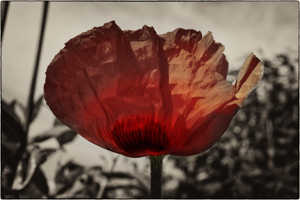 Klatschmohn aufkeimende Farbe