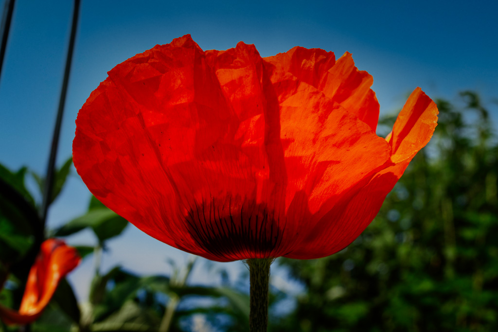 Klatschmohn, erweiterte Bearbeitung mit PS