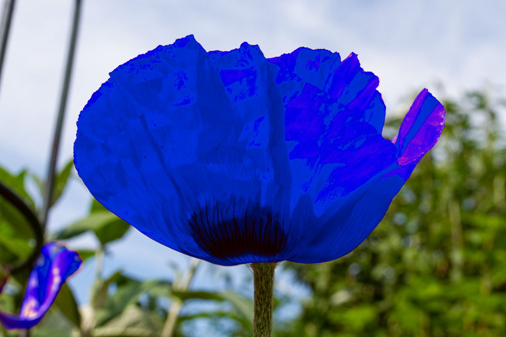 Betrunkener Klatschmohn