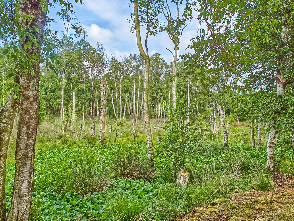 bearbeited G.Jerzembek Bild Nr. 2