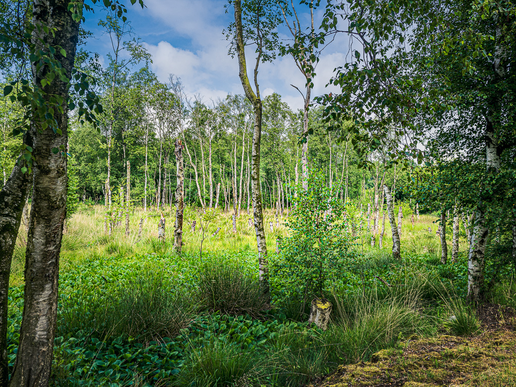 Birkenrinde mit Split Tone Farbstich korrigiert