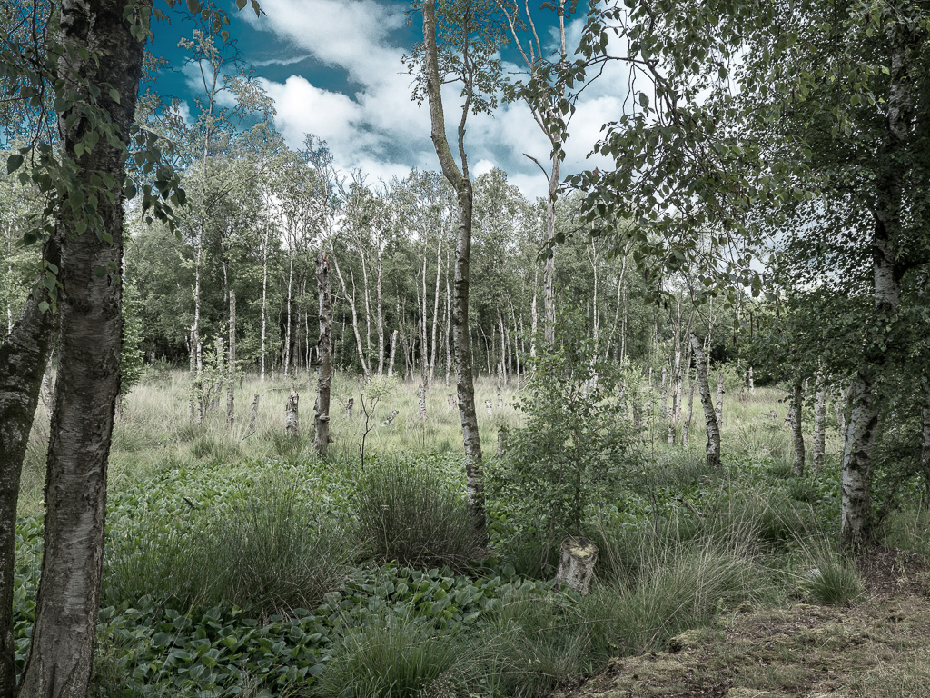 Wald 2, in Ps Hintergrund kopiert, Dunstentfernung, in S/W umgewandelt, Deckkraft 50%