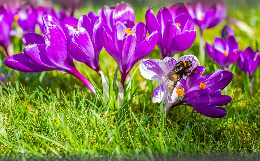 Krokusse mit Hummel