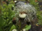 Pusteblume