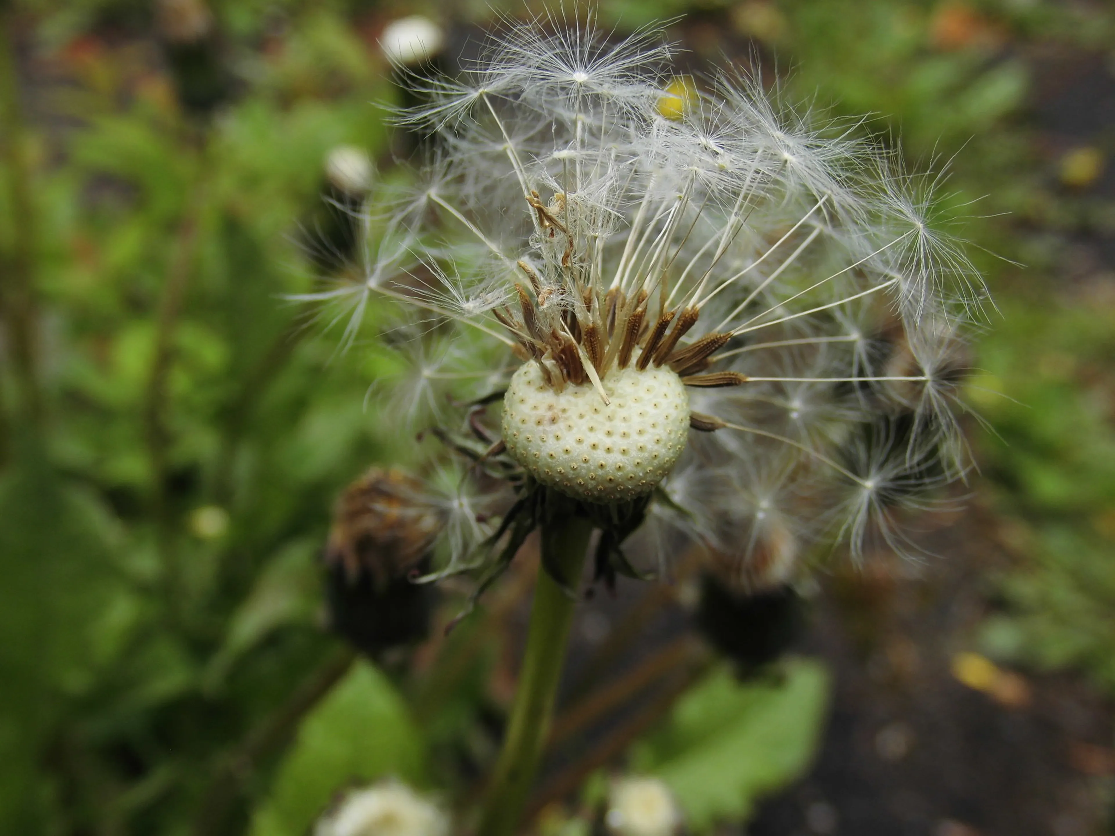 Pusteblume