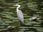 Fischreiher