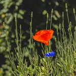 Wilder Mohn mit Kornblume