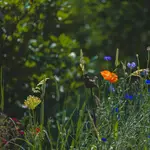 Wildblumen in meinem Garten