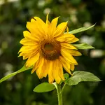 Sonnenblume 1