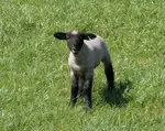 Hello World