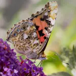 Falter auf Blume Colesup