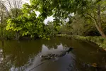 KIrokodil im Schlossteich