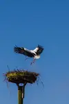 Storch 2