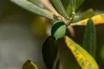 Olive in der Abendsonne