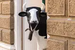 No milk today