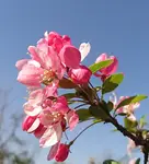 Kirschblüte 1