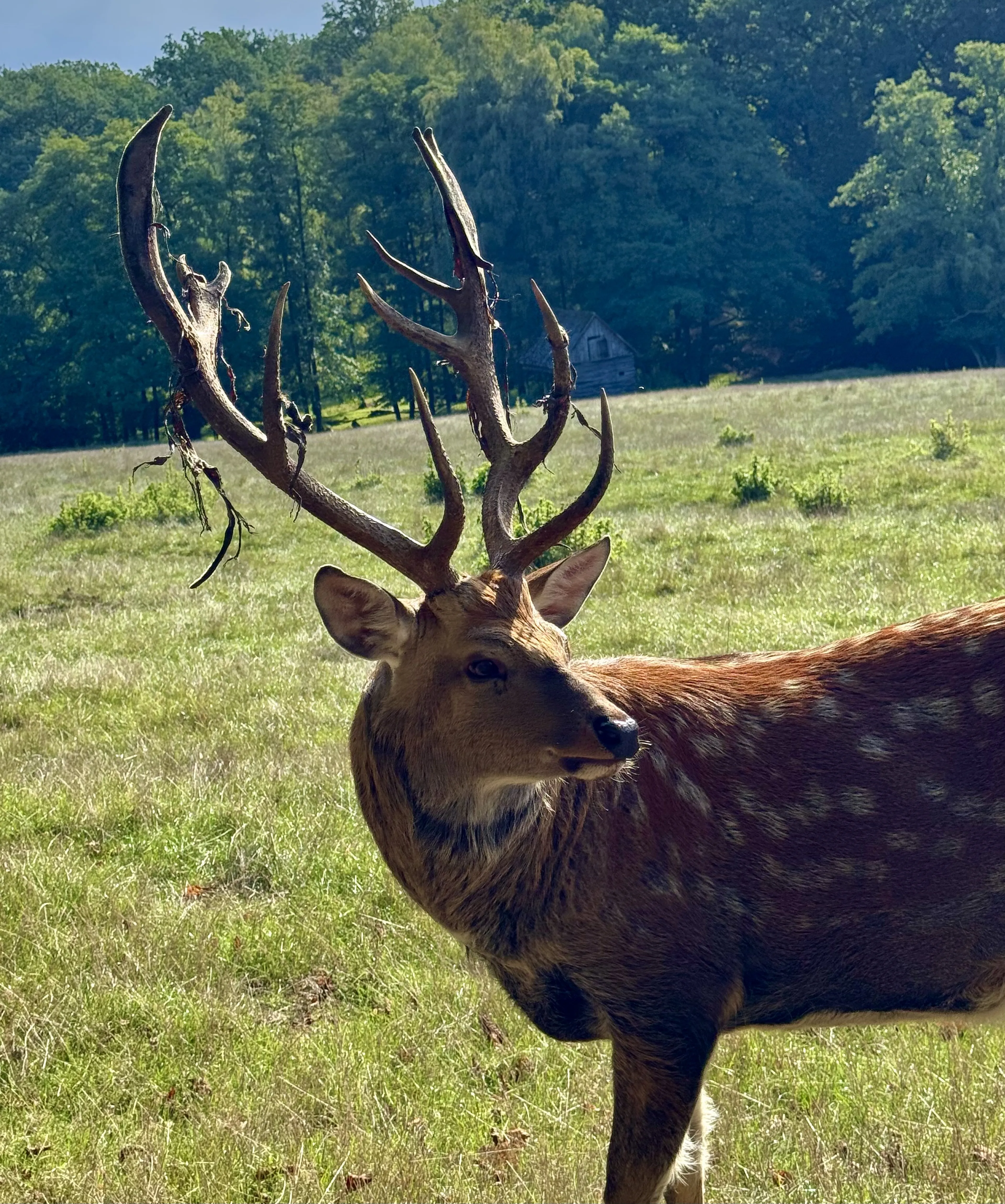 Hirschgeweih mit Bast