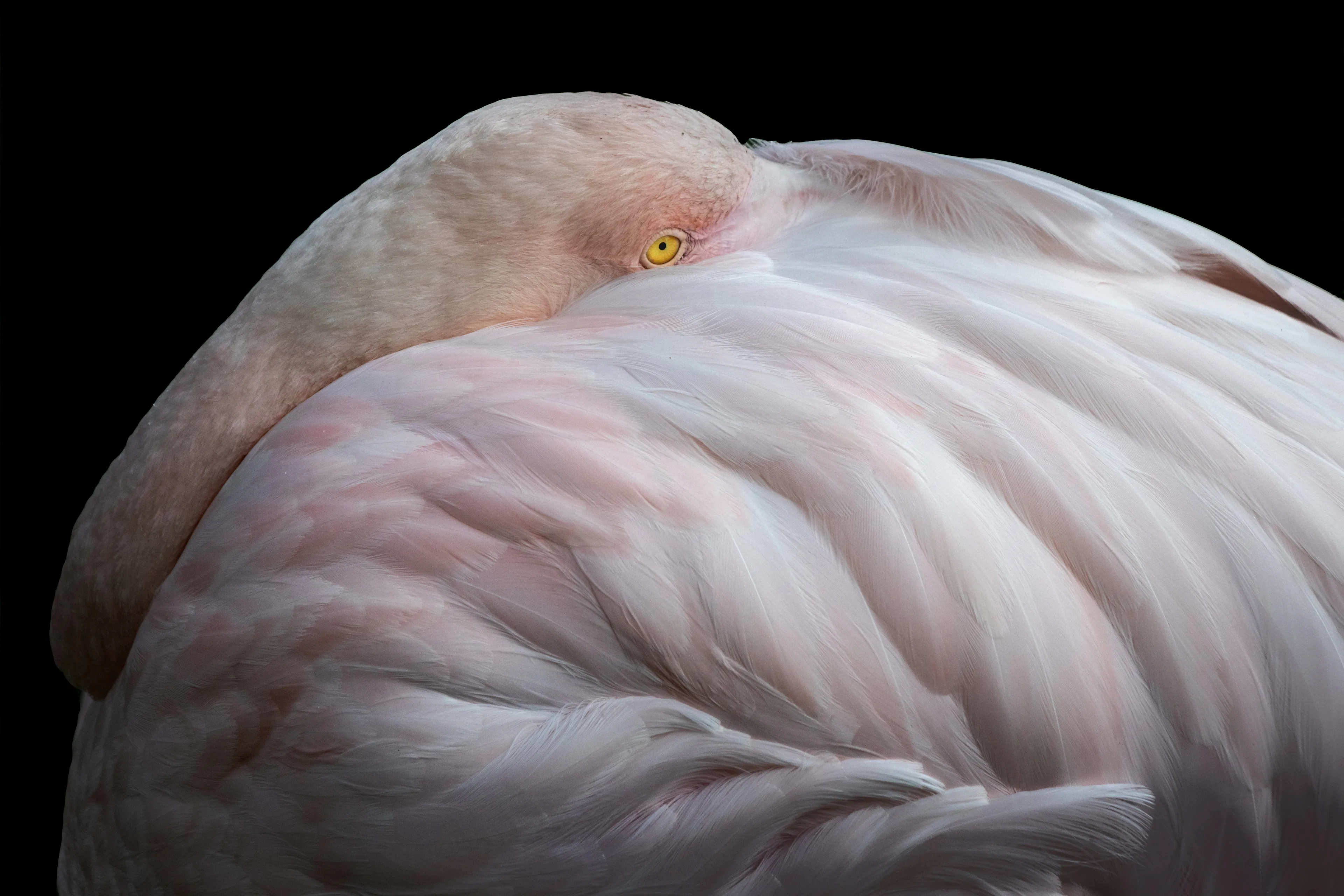 The Eye