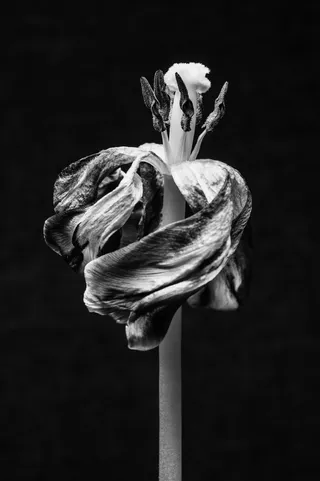 Tulpe verblüht