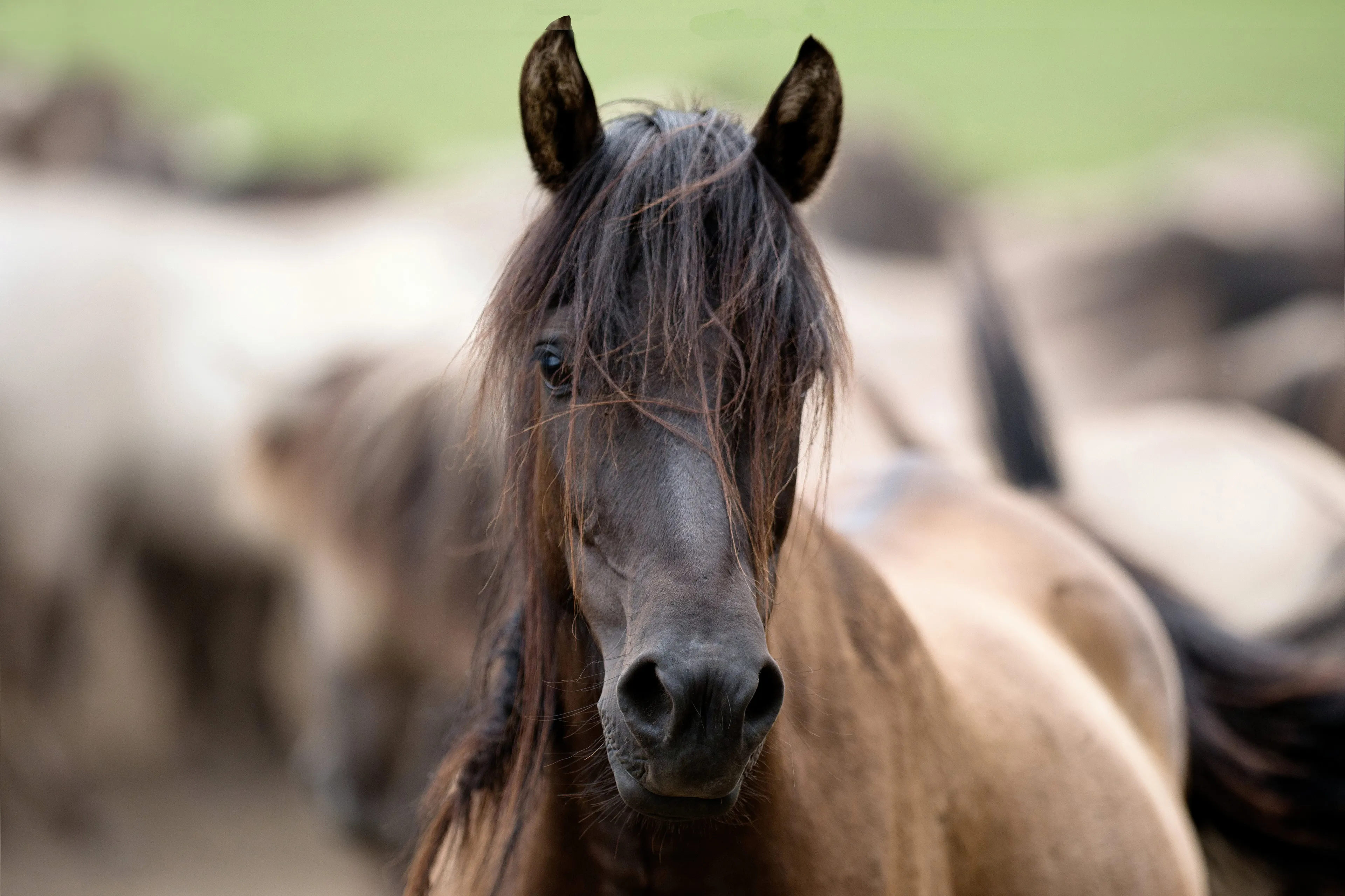 Kopfportrait