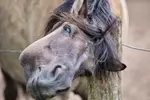 Funny