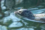 Wer schwimmt denn da ?