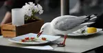 Fast Food for Birds