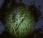 Baum