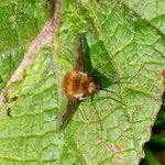 Wollschweber, nicht schwebend