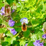 Großer Wollschweber