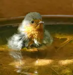 Samstag ist Badetag