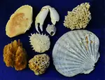 Strandfunde aus aller Welt